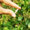 Bague Regina – Image 7